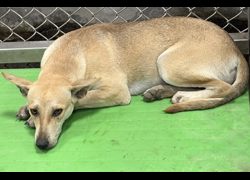 臺東縣動物收容中心,編號:471506, 混種犬          