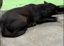 臺東縣動物收容中心,編號:471507, 混種犬          