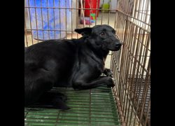 臺南市動物之家善化站,編號:471514, 混種犬          