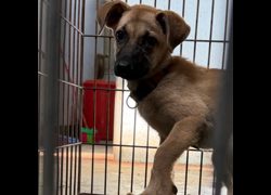臺南市動物之家善化站,編號:471544, 混種犬          