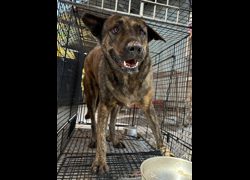 彰化縣流浪狗中途之家臨時收容所,編號:471552, 混種犬          
