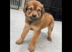基隆市寵物銀行,編號:471571, 混種犬          