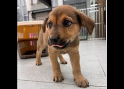基隆市寵物銀行,編號:471572, 混種犬          