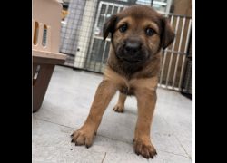 基隆市寵物銀行,編號:471573, 混種犬          