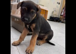 基隆市寵物銀行,編號:471580, 混種犬          