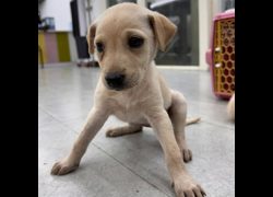 基隆市寵物銀行,編號:471575, 混種犬          