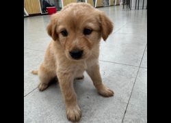 基隆市寵物銀行,編號:471576, 混種犬          