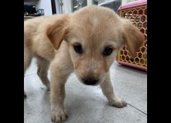 基隆市寵物銀行,編號:471577, 混種犬          