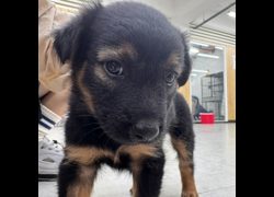 基隆市寵物銀行,編號:471579, 混種犬          
