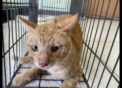 金門縣動物收容中心,編號:471527, 混種貓                 