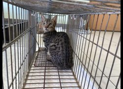 金門縣動物收容中心,編號:471528, 混種貓                 