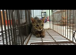 金門縣動物收容中心,編號:471529, 混種貓                 