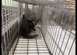 金門縣動物收容中心,編號:471530, 混種貓                 