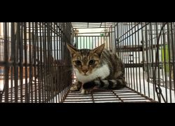 金門縣動物收容中心,編號:471531, 混種貓                 