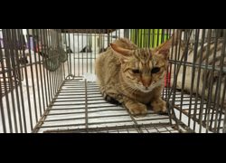 金門縣動物收容中心,編號:471532, 混種貓                 