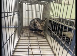 金門縣動物收容中心,編號:471533, 混種貓                 