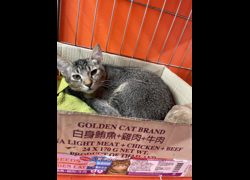 新北市八里區公立動物之家,編號:471584, 混種貓                 