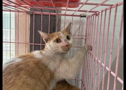 臺北市動物之家,編號:471599, 混種貓                 