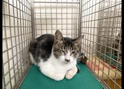臺北市動物之家,編號:471597, 混種貓                 