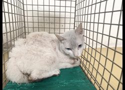 臺北市動物之家,編號:471602, 混種貓                 