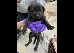 彰化縣流浪狗中途之家臨時收容所,編號:471610, 混種犬          
