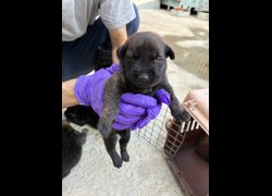 彰化縣流浪狗中途之家臨時收容所,編號:471616, 混種犬          