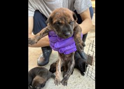 彰化縣流浪狗中途之家臨時收容所,編號:471617, 混種犬          