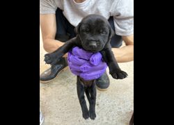 彰化縣流浪狗中途之家臨時收容所,編號:471619, 混種犬          