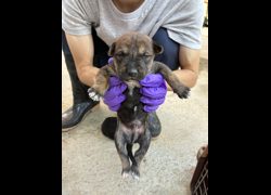 彰化縣流浪狗中途之家臨時收容所,編號:471621, 混種犬          