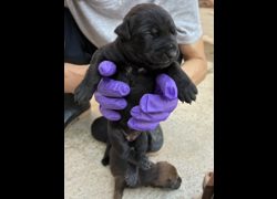 彰化縣流浪狗中途之家臨時收容所,編號:471623, 混種犬          