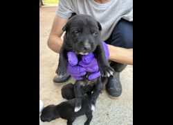 彰化縣流浪狗中途之家臨時收容所,編號:471625, 混種犬          