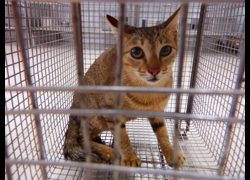 南投縣公立動物收容所,編號:471646, 混種貓                 