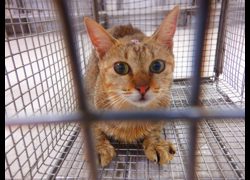 南投縣公立動物收容所,編號:471647, 混種貓                 