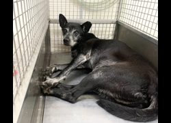 臺北市動物之家,編號:471649, 混種犬          