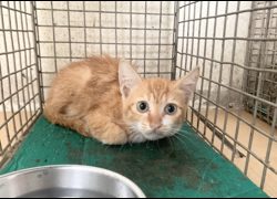 臺北市動物之家,編號:471651, 混種貓                 