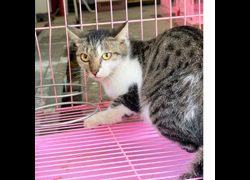 臺東縣動物收容中心,編號:471658, 混種貓                 
