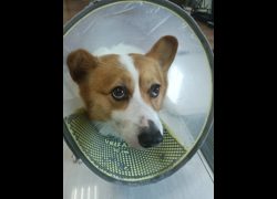 嘉義市動物保護教育園區,編號:471693, 威爾斯柯基犬              