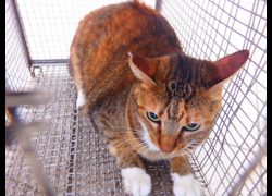 南投縣公立動物收容所,編號:471699, 混種貓                 
