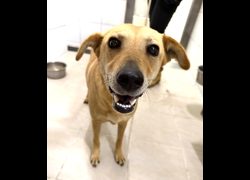 新竹縣動物保護教育園區,編號:471712, 混種犬          
