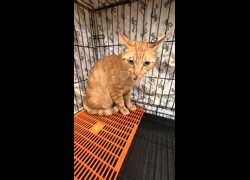 新北市中和區公立動物之家,編號:471722, 混種貓                 