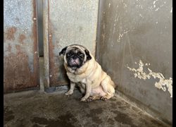新竹市動物保護教育園區,編號:471733, 巴哥犬