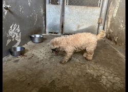 新竹市動物保護教育園區,編號:471734, 貴賓犬        