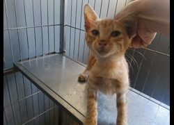 新竹市動物保護教育園區,編號:471735, 混種貓                 