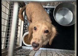 高雄市壽山動物保護教育園區,編號:471737, 臘腸犬