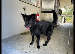 新竹市動物保護教育園區,編號:471738, 混種犬          