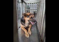 臺南市動物之家善化站,編號:471748, 混種犬          