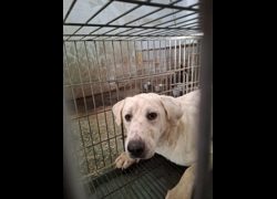 臺南市動物之家善化站,編號:471749, 混種犬          