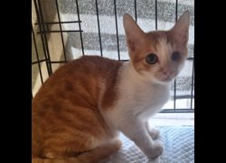 臺北市動物之家,編號:471744, 混種貓                 