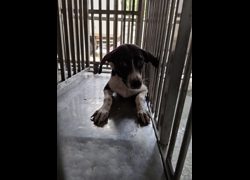臺南市動物之家善化站,編號:471757, 混種犬          