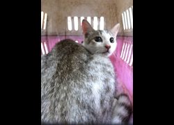 宜蘭縣流浪動物中途之家,編號:471492, 混種貓                 